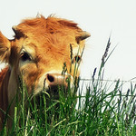 a young Limousin cow