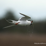 tern turning