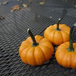 Mini-pumpkins