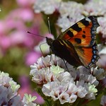 Surrounded by flowers
