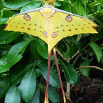 madagascan moon moth