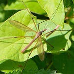 Crane Fly