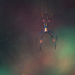 Golden silk orb-weaver