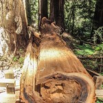 Muir Woods National Monument / Sunlight and Shade