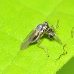 Fly: Hybotid Fly (Platypalpus sp.) ( (Hybotidae) 2