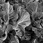 Cabbage patch B&W