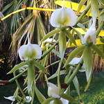 Angraecum eburneum