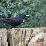 Blackbird