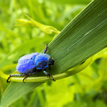 Blue bug