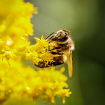 Bee in the flowers