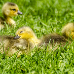 J'adore le soleil / I love the sun