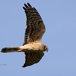 Montagu's-Harrier-female_w_4079