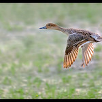 Beauty of The Nature