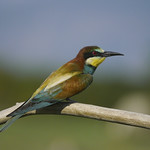 Gruccione / Merops apiaster /European bee-eater
