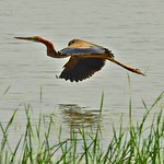 Purple Heron Flight