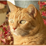 Mon soleil &agrave; moi - My sun to me