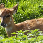 Sitatunga