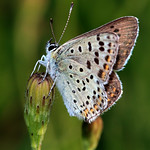 Male Sooty Copper Butterfly (Lycaena tityrus)