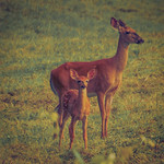 Does Just Wanna Have Fawn