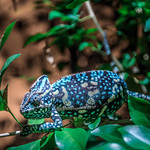 Chameleon