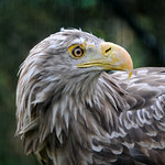 Seeadler (White-Tailed Eagle)