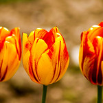 Cherepishki bulgarian monastery macro flower red and yellow