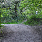 Forest Access Path