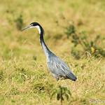 The black-headed heron (Birds of Kenya )