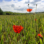 FIELD OF GLORY - (Requested by JWT for use in Nikon campaign)