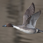 Northern Pintail