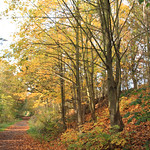 Autumn comes to Broompark