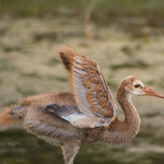 Pre-Flight Training!