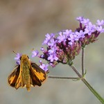 Fiery Skipper