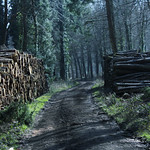 Woodlands, Human Paths