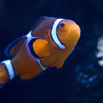 Clownfish
