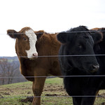 cows two