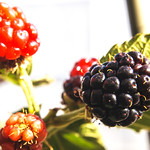 Balcony Garden Berries