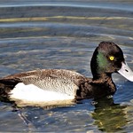 Lesser Scaup male, Bolsa Chica*