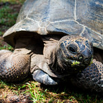 Seychellen - Paradise - Beach Turtle