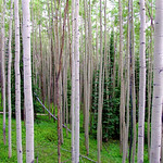 Rows of white Birch Trees towering above