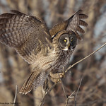 Chouette lapone / Great Gray Owl