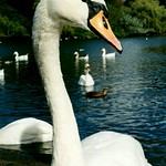 Swan