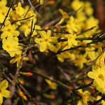Winter Jasmine this week in our North Georgia Garden