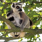 Ring-Tailed Lemurs