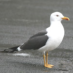 Lesser Black Backed Gull in Kirkcaldy