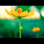 Flowers always make people better and happier; they are sunshine, food and medicine to the soul.