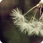 fiction is like a spider's web, attached ever so lightly perhaps, but still attached to life at all four corners. often the attachment is scarcely perceptible. Virginia Woolf