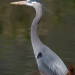 Blue Heron Tongue