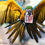 AL LADRON .... !!!!!