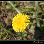 Flor Silvestre Amarela / Yellow Wild Flower